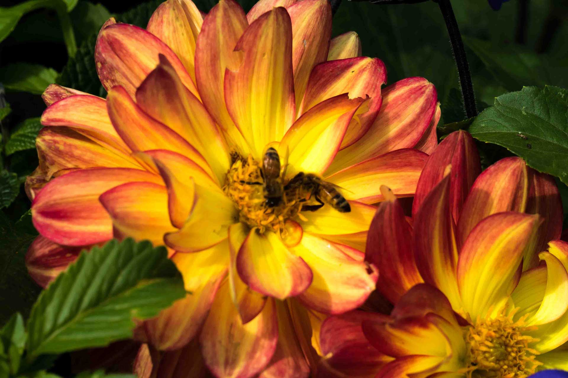 Member Lecture Native Bees