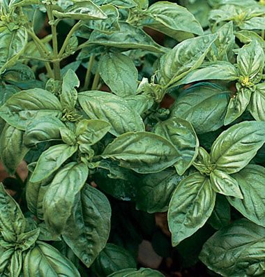 Plant Sale herb - Basil Genovese