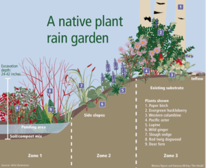 Rain Garden 101 lecture