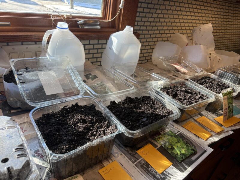 Plastic containers on a counter top with dirt.