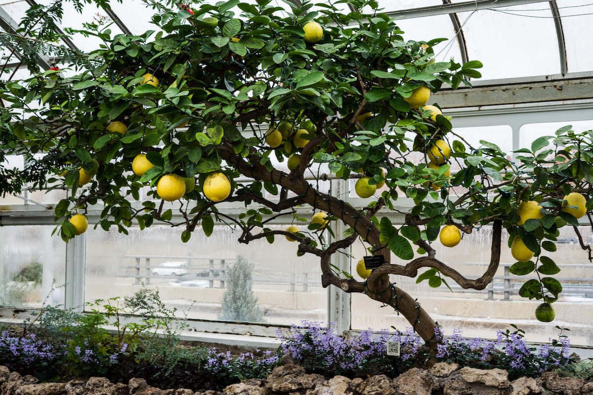 oak-park-conservatory-lemon-tree